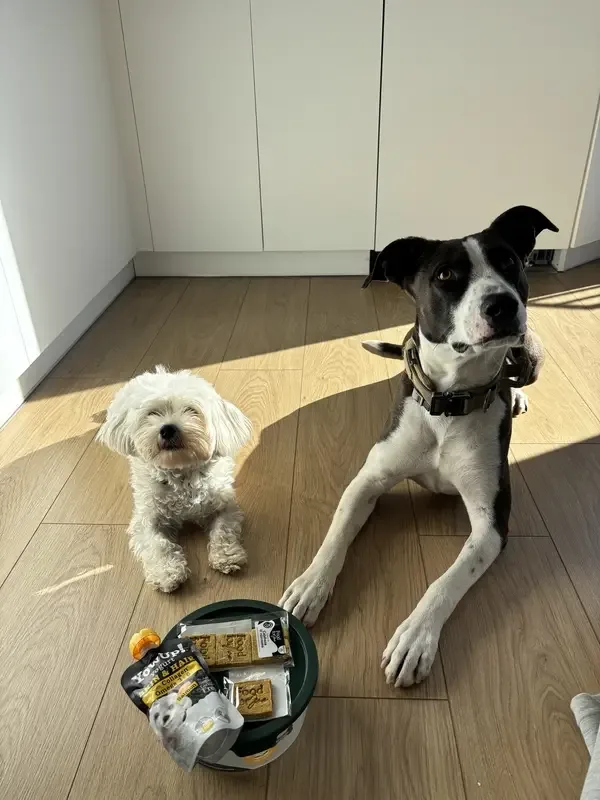 Snack para perros con sus mascotas
